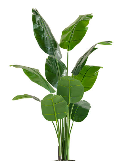 istock tropical plant isolated on white background with clipping path 1492664594