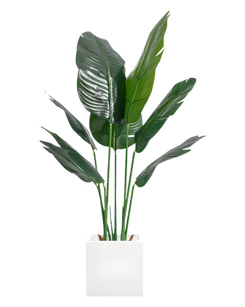 istock tropical houseplant isolated on white background with clipping path 1492664636