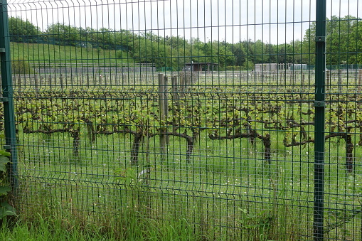 Vineyard in spring protected by a chain-link fence  Vineyard in Ile de France