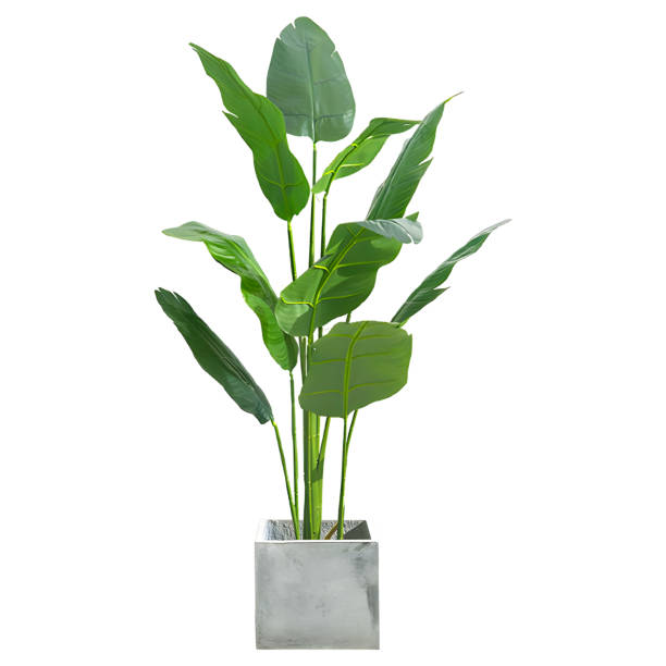 istock decorative tropical houseplant isolated on white with clipping path 1492664649