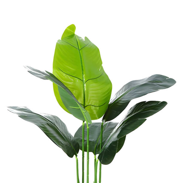 istock green tropical leaves on white background with clipping path 1492664655
