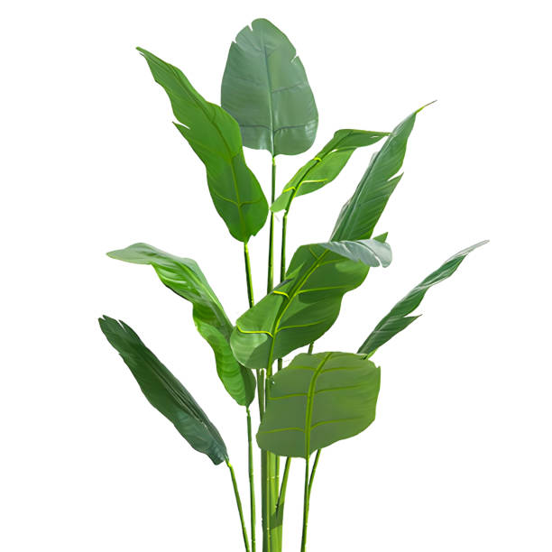 istock banana leaves isolated on white background with clipping path 1492664658
