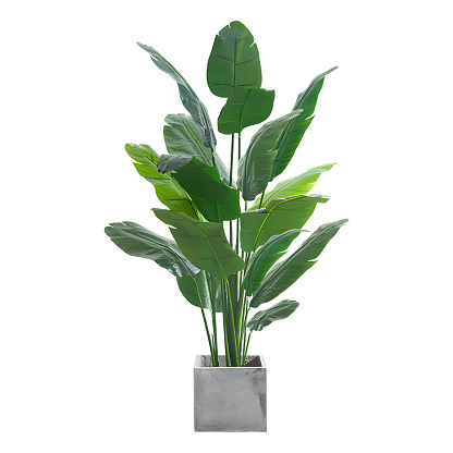 decorative tropical houseplant isolated on white with clipping path