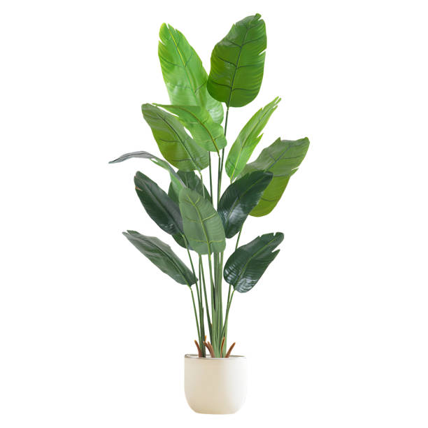 istock tropical plant in pot isolated on white with clipping path 1492664685