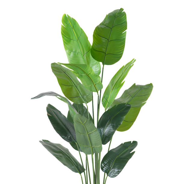 istock green tropical leaves isolated on white background with clipping path 1492664694