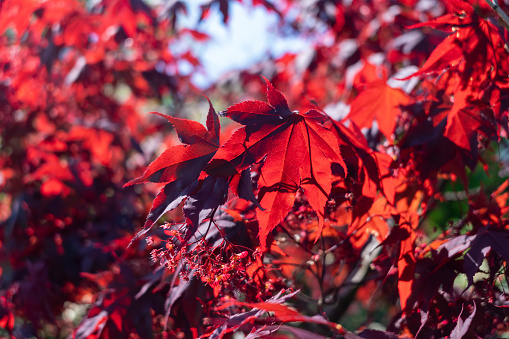 Zeuthen, Brandenburg, Germany - May 10, 2023: Immerse yourself in nature's captivating beauty with this stunning editorial stock image. Bathed in warm sunlight, the close-up reveals the vibrant hues of the 'Bloodgood' Japanese maple leaves (Acer palmatum) in all their glory. Shot against a backdrop of blurred foliage from the same magnificent tree, the image transports you to the enchanting Chinese Garden in Zeuthen during springtime. The crimson-red leaves, delicately palmate in shape, exude elegance and serenity. Each leaf, intricately veined, witnesses nature's intricate wonders. The play of light and shadow, combined with the rich colors, creates a visual symphony that captures the essence of this iconic ornamental tree. Add sophistication and natural beauty to your creative projects with this remarkable image.