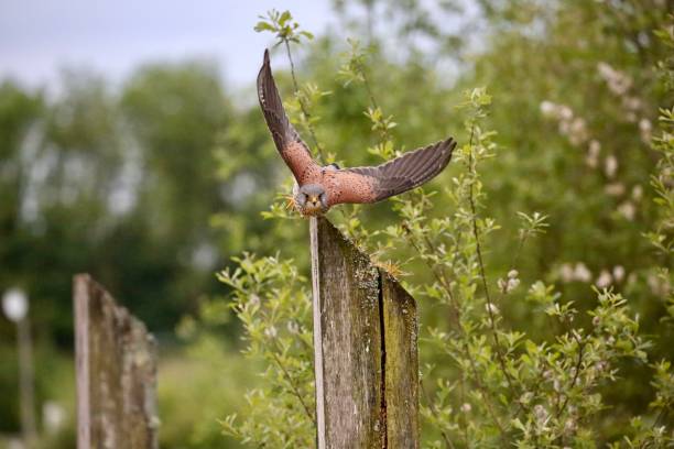 Male Kestrel Male kestrel taking off from a post about to swoop on some prey falco tinnunculus stock pictures, royalty-free photos & images
