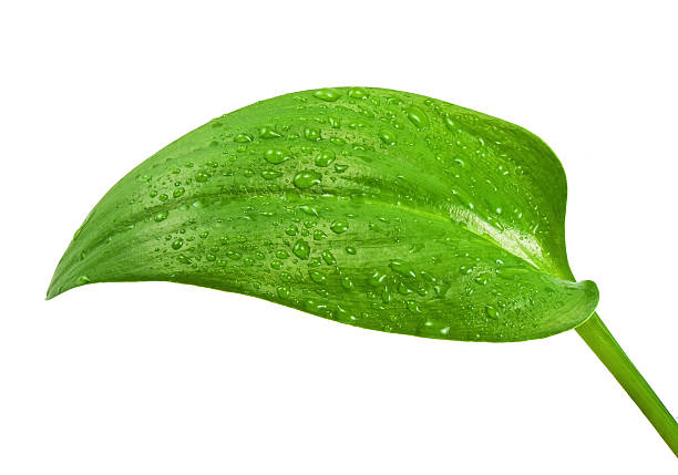 istock Fresh Water Drops on Green Plant Leaf 149266884