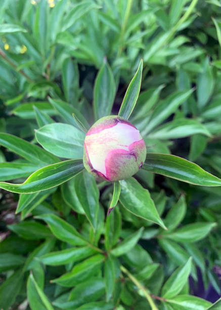 istock Dahlia Flower Bud 1492669586