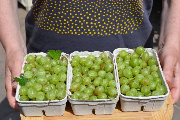 istock Woman with organic gooseberries 1492669709