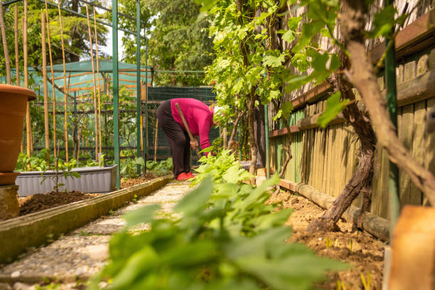 istock Every piece of vegetable garden needs to plowed 1492672215