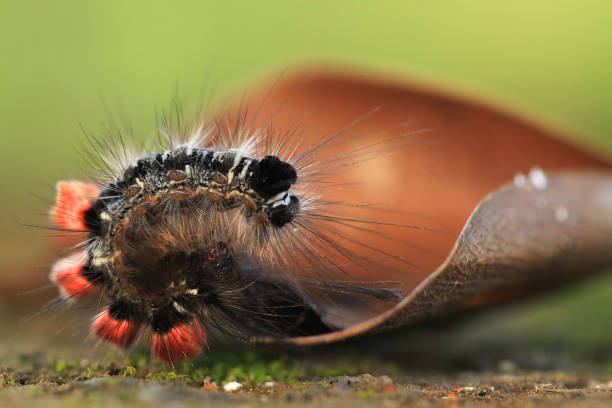 istock Long hair caterpillars 1492672369