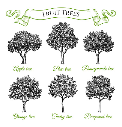 Fruit trees set. Hand drawn ink sketches. Retro style.
