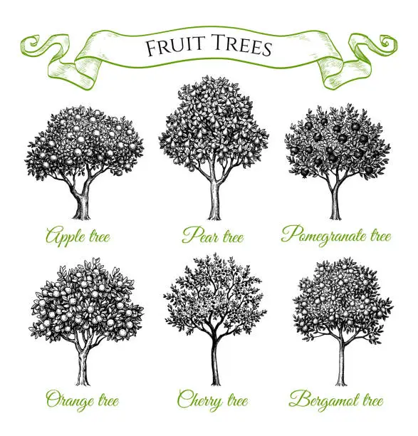 Vector illustration of Fruit trees set.