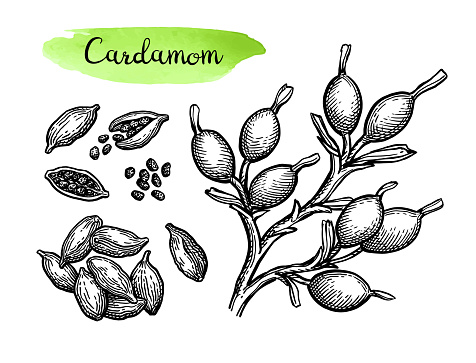 Cardamom set. Branch and pods. Hand drawn ink sketch isolated on white background.