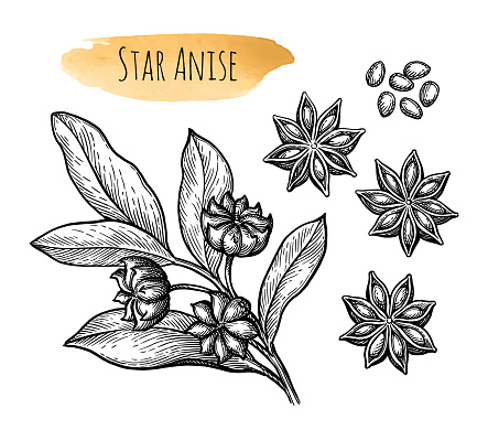 Star Anise set. Branch, fruits and seeds. Hand drawn ink sketch isolated on white background.