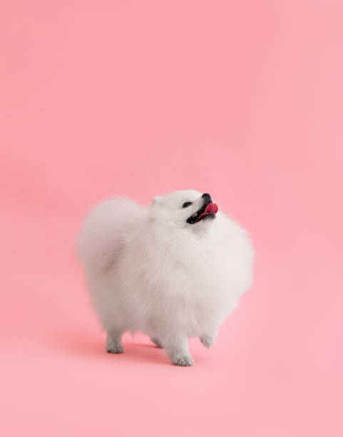 istock Dog breed pomeranian spitz funny stands on a pink background 1492673900