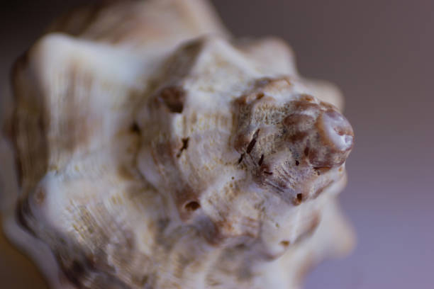 istock Close-up of seashell with selective focusing 1492674236