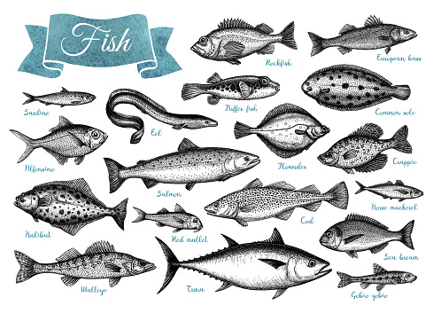 Fish big collection. Set of ink sketches isolated on white background. Hand drawn vector illustration. Retro style.