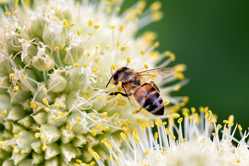 Close-up of bee pollinating onion flowers in vegetable garden. New harvest. Environmentally friendly products. Locally grown. Selective focus, defocus