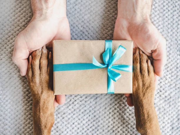 istock Dog paws, male hands and gift box 1492674803