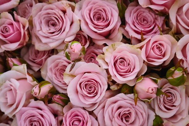 istock Beautiful pink rose flowers background 1492675491