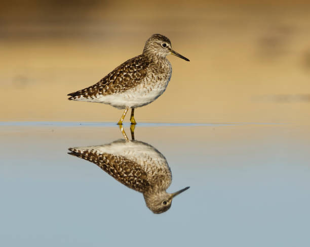 istock Wood sandpiper (Tringa glareola) with reflection walking in the wetlands in spring. 1492676242