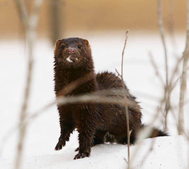 istock American mink (Neogale vison) standing in the snow in early spring. 1492676276