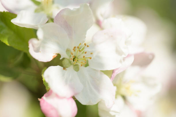 The apple tree in bloom. Apple blossom flowers in a spring orchard. Close-up of white flowers on an apple tree.