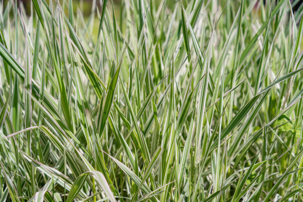 Close up detail with Festuca glauca, commonly known as blue fescue grass plant Close up detail with Festuca glauca, commonly known as blue fescue grass plant. festuca glauca stock pictures, royalty-free photos & images