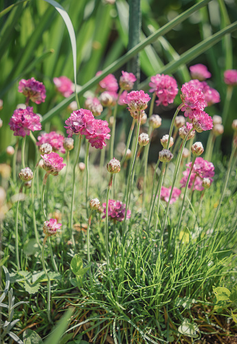 Close up detail with the beautiful and colorful pink Armeria maritima, the thrift, sea thrift or sea pink flower plant.