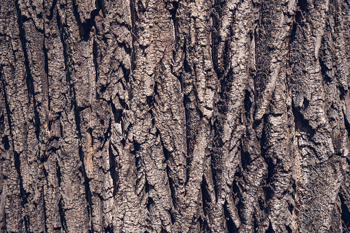 Close up detail with the bark tree trunk. Nature texture background.