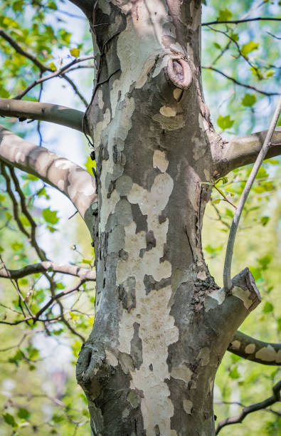 photo avec un tronc de sycomore américain platanus occidentalis et une branche. gros plan détaillé. - tree branch tree trunk leaf photos et images de collection