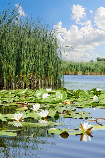 Picturesque forest lake with beautiful water lilies against the background of a summer blue sky in the Dnieper Delta. Dnieper river, Kherson region, Ukraine