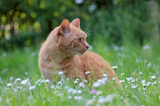 cat lying among the flowers in a garden or meadow