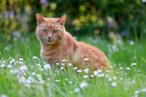 Ginger cat sits in the garden in the flowery meadow