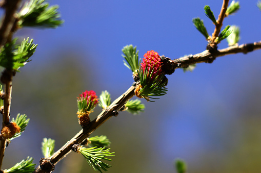 branches with young needles European larch Larix decidua with pink flower.