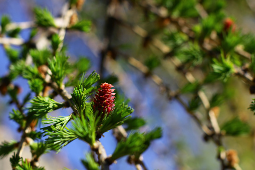 branches with young needles European larch Larix decidua with pink flower.