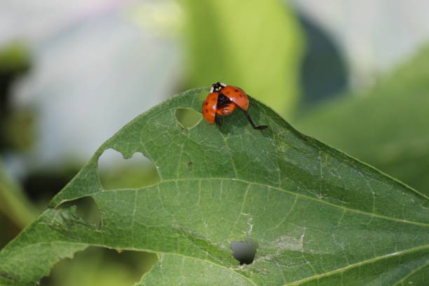 istock Ladybug beetle with open wings, eating green bean plant leaves 1492679789