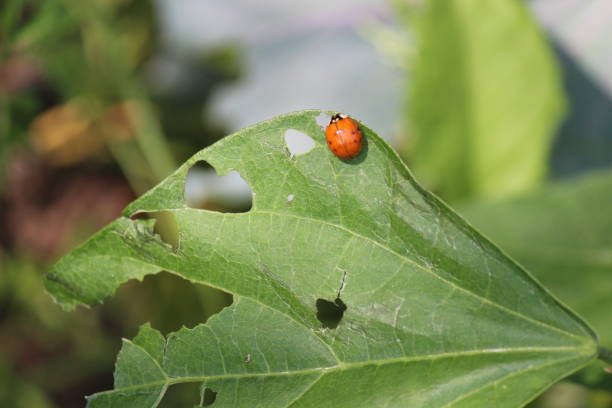 istock Ladybug beetle eating green bean plant leaves 1492679792