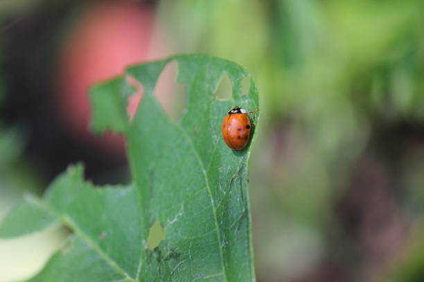 istock Ladybug beetle eating green bean plant leaves 1492679811