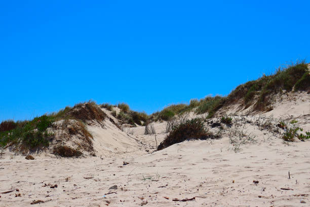 istock Dunes on Peniche Beach, Portugal 1492680516