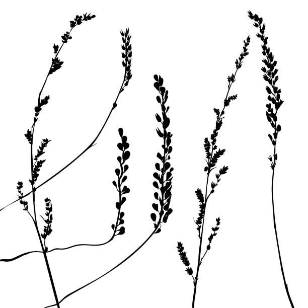 istock vector set sketch of dry grass silhouette for postcard design, wallpaper, textile, fabric pattern on white background 1492681196