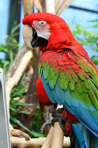 A pretty scarlet macaw poses for its photo in the gardens.