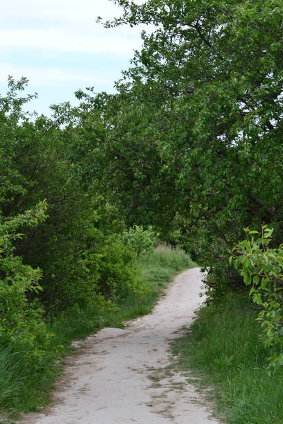 istock the path leads into the depths of a dense and green forest 1492683988