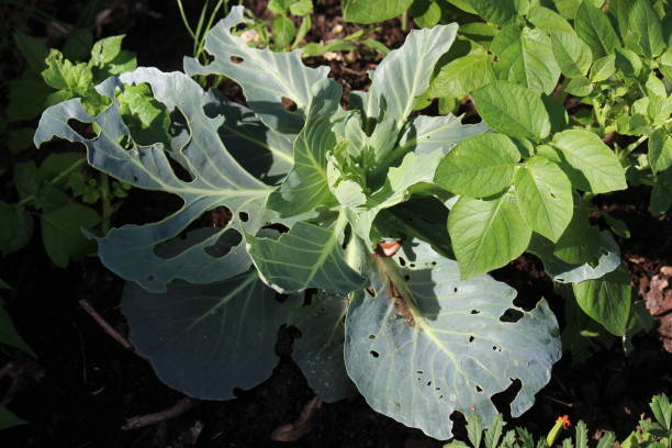 istock Cabbage leaves eaten by leaf-eating insects 1492683990