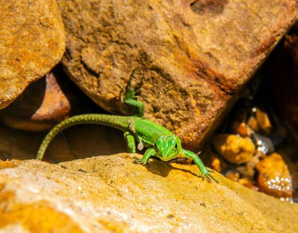 istock Podarcis waglerianus Lizards in the Wild 1492685423