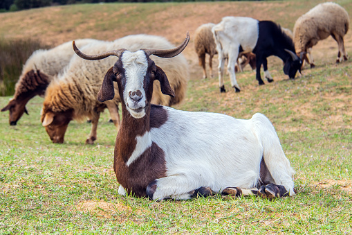 Boer Goat Breed in the Wild