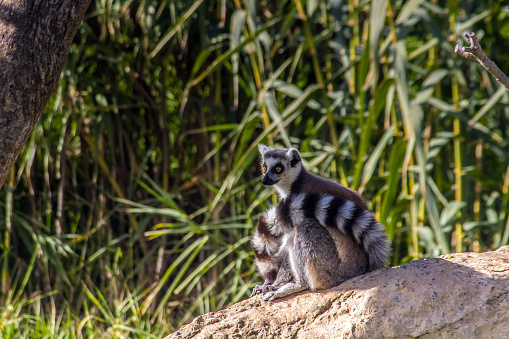 Ring-tailed Lemur / Katta
