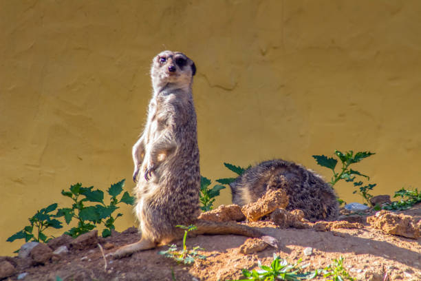 Meerkat, Cute Small Mammal in the Wild